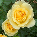Rose Golden Wedding BR