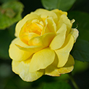 Rose Golden Wedding BR