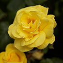 Rose Golden Wedding BR