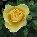 Rose Golden Wedding BR