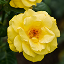 Rose Golden Wedding BR