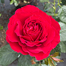 Rose Ruby Wedding BR