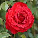 Rose Ruby Wedding BR