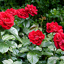 Rose Ruby Wedding BR