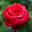 Rose Ruby Wedding BR