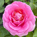 Rose Special Mum BR