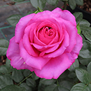 Rose Fab @ 70 BR