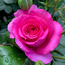 Rose Fab @ 70 BR