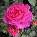 Rose Fab @ 70 BR