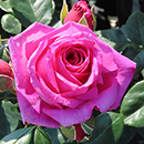 Rose Fab @ 70 BR
