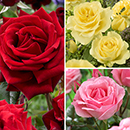 The 'Best Ever' Hybrid Tea Rose Bush Trio