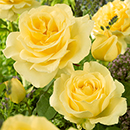 The 'Best Ever' Hybrid Tea Rose Bush Trio