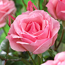 The 'Best Ever' Hybrid Tea Rose Bush Trio