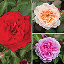 Classic 'Old English' Shrub Rose Trio