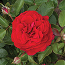 Classic 'Old English' Shrub Rose Trio