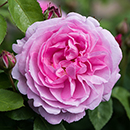 Classic 'Old English' Shrub Rose Trio