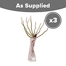 Climbing Rose Bare Root Collection