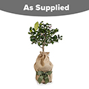 Citrus Lemon 4L 80cm GW