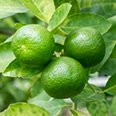 Citrus Lime 4L 80cm GW