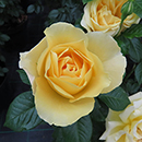 Rose Sarah's Rose 4L pot NGW