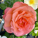 Rose Daniel's Rose 4L Pot NGW