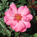 Rose Patricia's Rose 4L Pot NGW