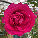 Rose All My Loving 4L pot NGW