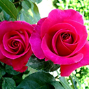 Rose All My Loving 4L pot NGW