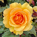 Rose Amber Queen 4L pot (ROTY 1984) NGW