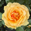 Rose Emerald Wedding 55th Anniver. 4L NGW