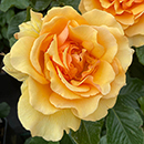 Rose Unconditional Love 4L pot NGW