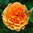 Rose Dad, You're One In a Million 4L Pot NGW