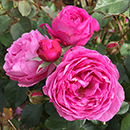 Rose Edward's Rose 4L Pot NGW