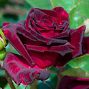Rose Black Baccara 4L pot NGW
