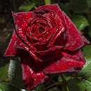 Rose Black Baccara 4L pot NGW