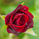 Rose Black Baccara 4L pot NGW