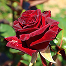 Rose Black Baccara 4L pot NGW