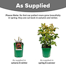 Rose Black Baccara 4L pot NGW