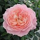 Rose Denise's Rose 4L Pot NGW