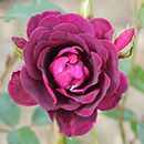 Rose Burgundy Ice 4L pot NGW
