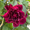 Rose Burgundy Ice 4L pot NGW