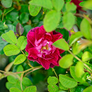 Rose Bee Humble 4L Pot NGW