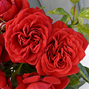 Rose Michael's Rose 4L pot NGW