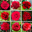 Rose Scarlet Red 4L pot NGW