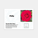 Rose Scarlet Red 4L pot NGW