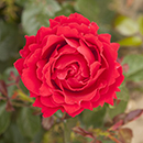 Rose Carmen 4L Pot NGW