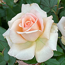 Rose Chandos Beauty 4L pot NGW