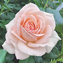 Rose Chandos Beauty 4L pot NGW