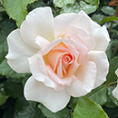 Rose At Peace (Apricot) 4L pot NGW