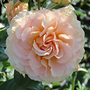 Rose At Peace (Apricot) 4L pot NGW